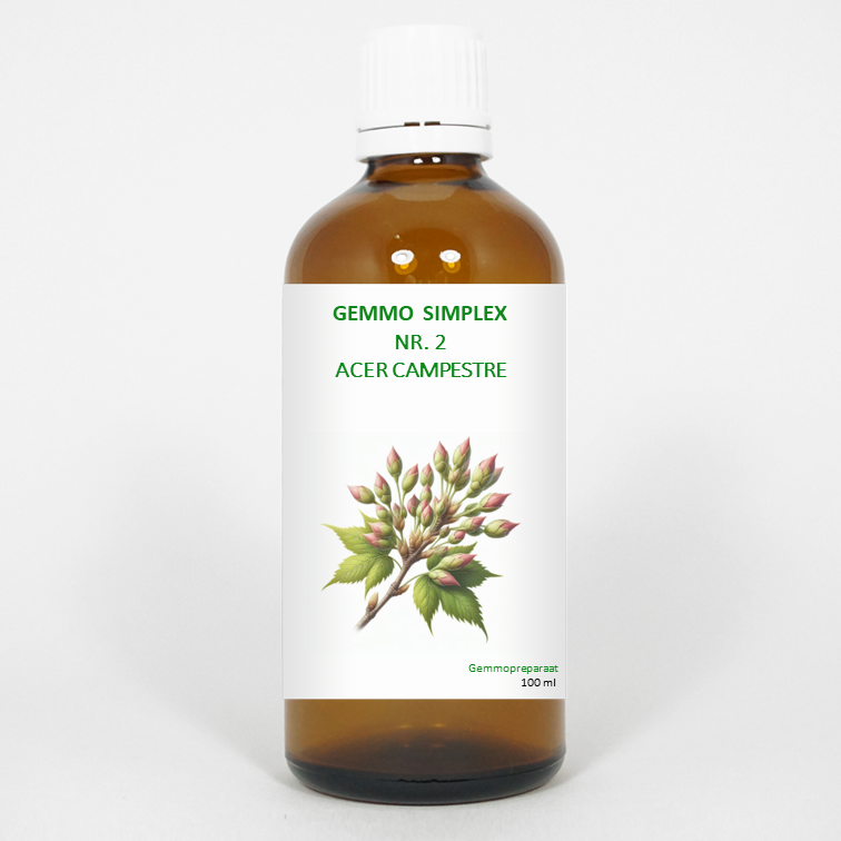 Balancepharma Gemmo simplex 2 acer campestre 100 Milliliter